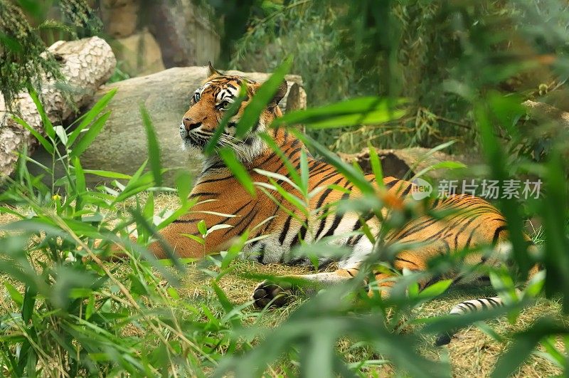 大型猫科动物，苏门答腊虎是印度尼西亚苏门答腊岛上的一种名为Panthera tigris sondaica的虎，在世界自然保护联盟红色名录上被列为极度濒危物种，是最大的猫科动物种类，属于Panthera。